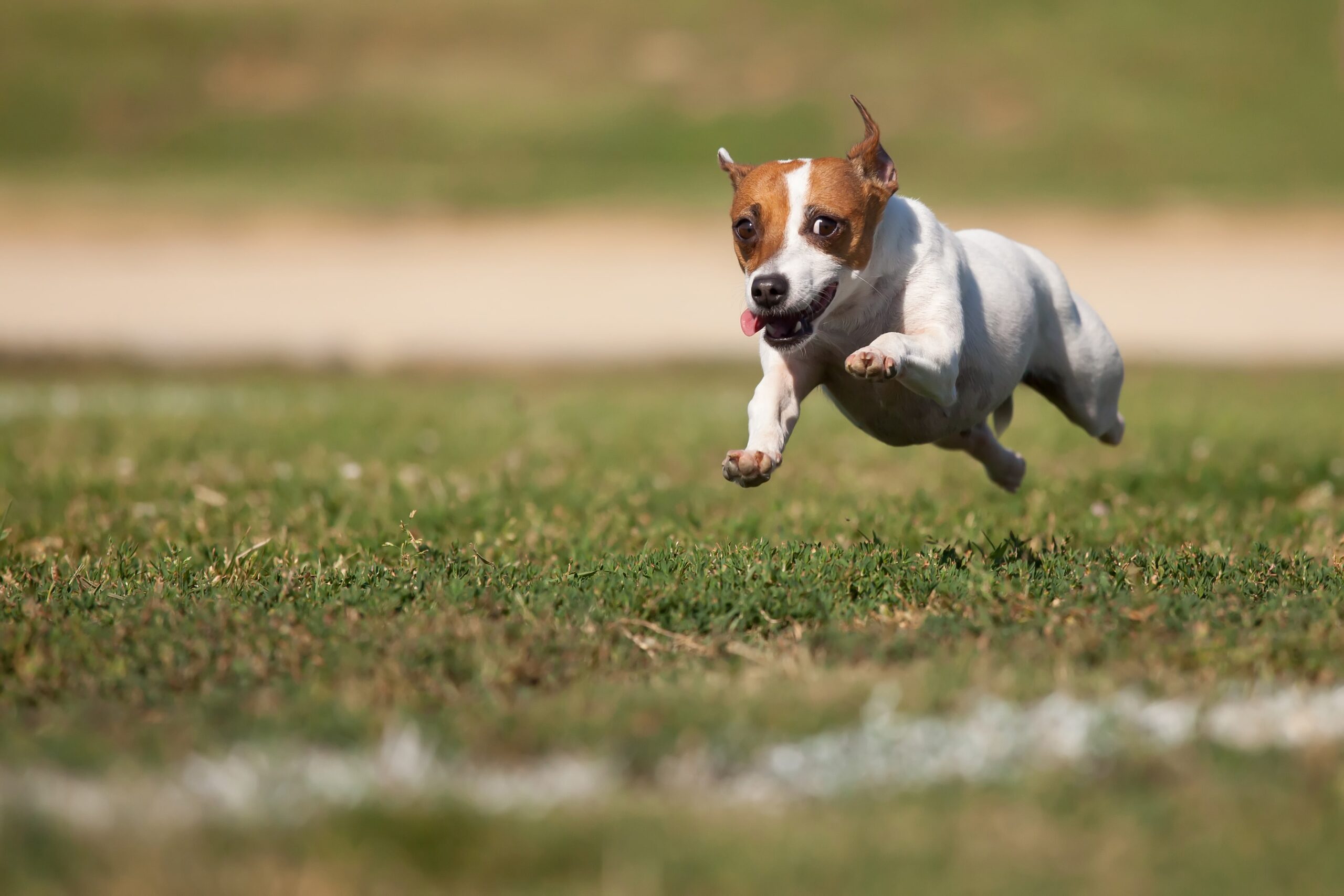 energetic jack russell terrier dog during a dog walking session